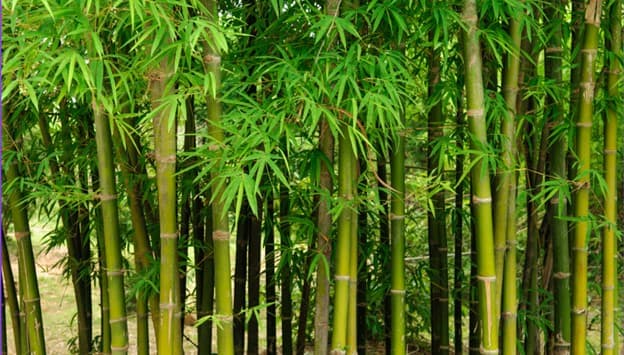 Bamboo Planting: A Sustainable Solution to Carbon Emissions 